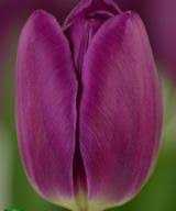 Tulipa Bullit Tulipan 'Bullit' 5SZT