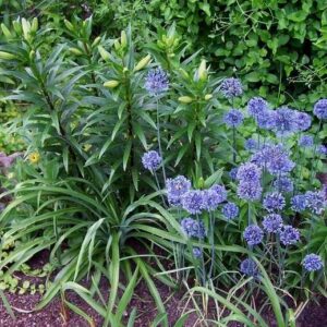 Allium caeruleum Czosnek błękitny 5 SZT.