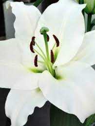 Lilium Monte Bianco Lilia 'Monte Bianco'