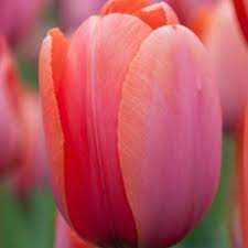 Tulipa Apricot Impression Tulipan 'Apricot Impression' 5SZT