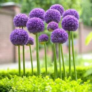 Allium Gladiator Czosnek 'Gladiator'