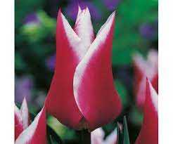 Tulipa Claudia Tulipan 'Claudia' 5SZT