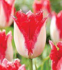 Tulipa Sweets Paradise Tulipan 'Sweets Paradise' 5SZT