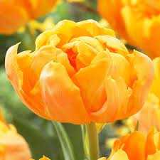Tulipa Orca Tulipan 'Orca' 5SZT