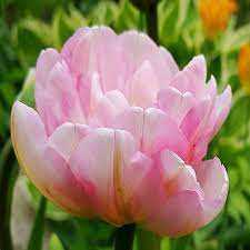 Tulipa Angelique Tulipan 'Angelique' 5SZT