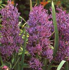 Muscari Plumosum Szafirek 'Plumosum' 5SZT.