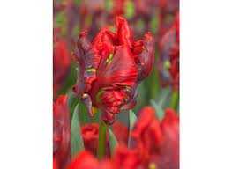 Tulipa Rococo Tulipan 'Rococo 5SZT