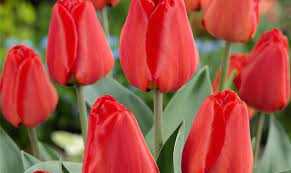Tulipa Apeldorn Tulipan 'Apeldorn' 5SZT