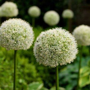 Allium Mont Blanc Czosnek 'Mont Blanc'
