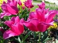 Tulipa Mariette Tulipan 'Mariette' 5SZT