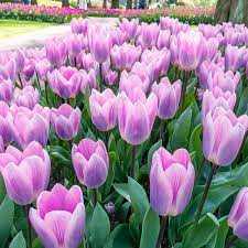 Tulipa Light And Dreamy Tulipan 'Light And Dreamy' 5SZT