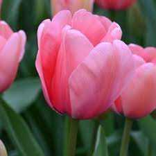 Tulipa Pink Impression Tulipan 'Pink Impression' 5SZT