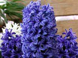 Hyacinthus Hiacynt Niebieski 5 SZT,