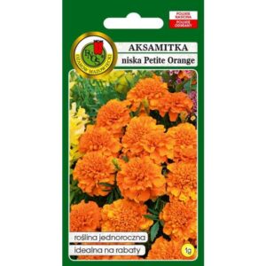 AKSAMITKA PEŁNA NISKA PETITE ORANGE POMARAŃCZOWA 1g