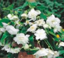 Begonia Kaskadowa Pendula biała