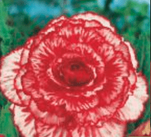 Begonia Dwukolorowa Marmorata czerwono-biała