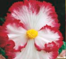 Begonia Dwukolorowa White biała