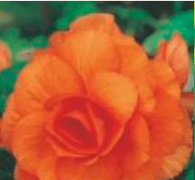 Begonia Podwójna Double pomarańczowa