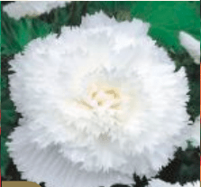 Begonia Strzępiasta biała