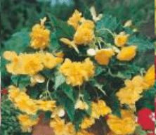Begonia Kaskadowa Pendula żółta