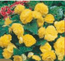 Begonia Zwisająca Pełna Pachnąca Odorata sunny dream  żółta