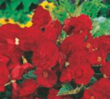 Begonia Zwisająca Pełna Pachnąca Odorata red glory  czerwona