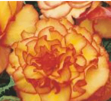 Begonia Dwukolorowa Picotee pomarańcz