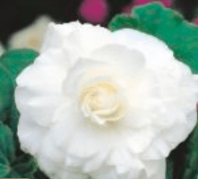 Begonia Podwójna Double biała