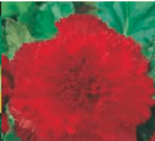 Begonia Strzępiasta czerwona