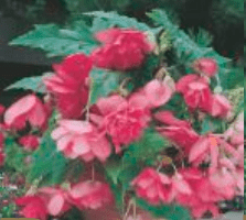 Begonia Kaskadowa Pendula różowa