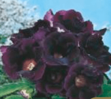 Gloksynia Hollywood purpurowa