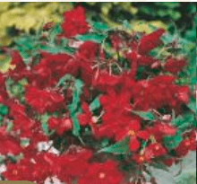 Begonia Kaskadowa Pendula czerwona