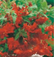Begonia Kaskadowa Pendula pomarańczowa