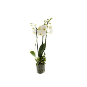 Storczyk Phalaenopsis 60cm biały III pędowy